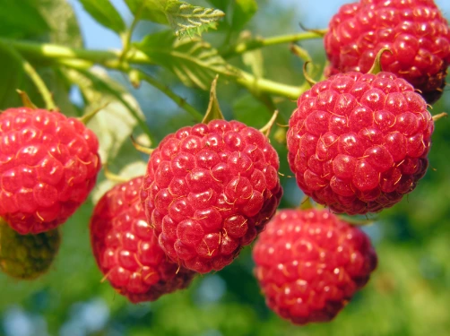 Raspberry ketone ingredient in Sodatide supplement formula